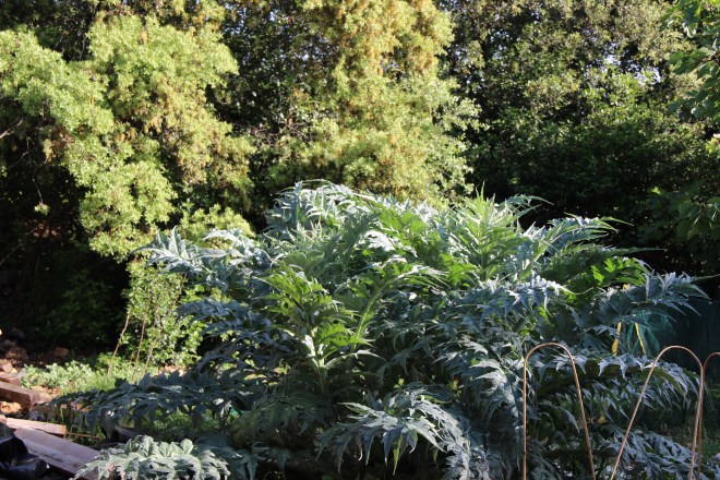 Artichokes have gone mad in the veggie patch
