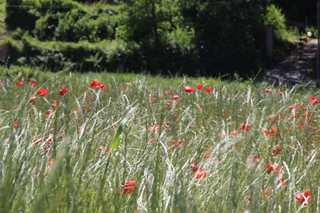 and more poppies