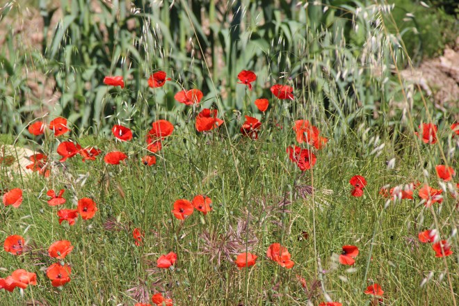 and more poppies