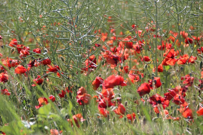 Deep red poppies