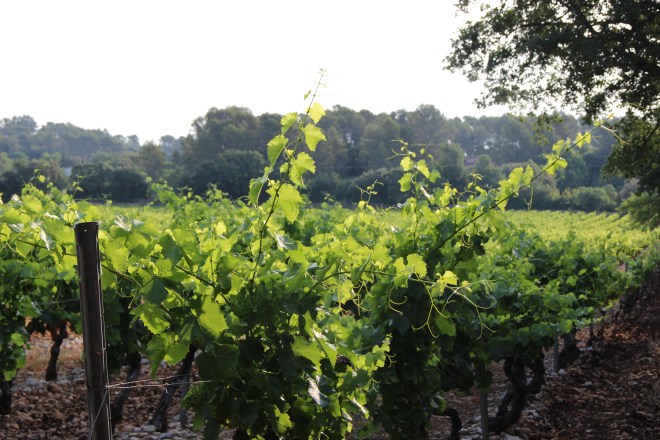 I love these pretty green leaves stretching out towards the sky