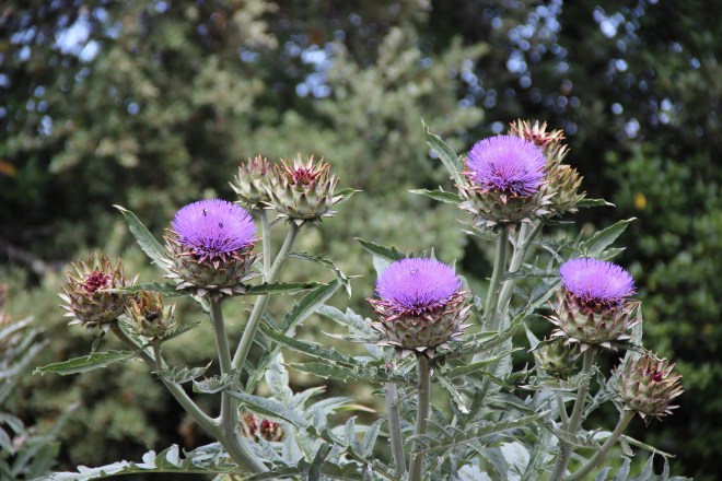 Artichokes in my garden