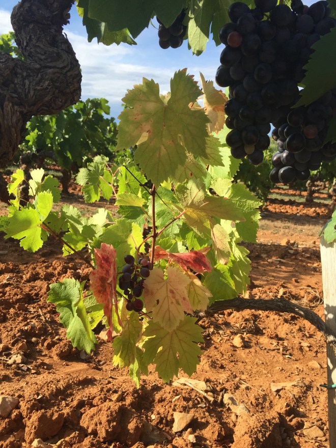 It is already happening the vines are changing colour and even some vineyards are already harvesting their grapes early on in the season. Very soon the vines will be ablaze with colour and I will be out there painting with my classes