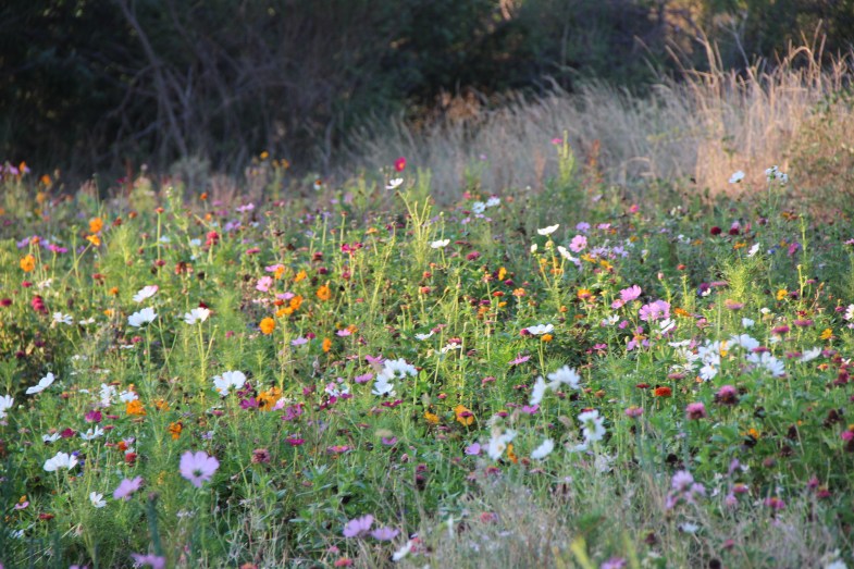 Many good friends including you our Hisako have helped keep our wild flower meadow look so beautiful. I hope it keeps going for months