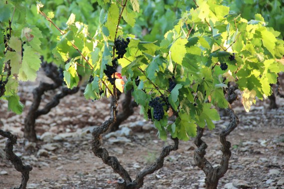 walking with me these vines showed me their pot of gold 