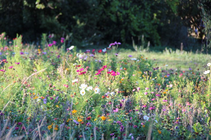 We had a massive rain fall a week ago and my wildflower meadow is so happy and pretty.