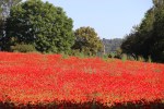 IMG_5473