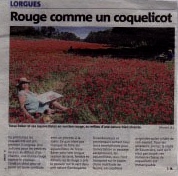 Tess in the poppies 1