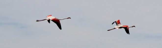 IMG_6293