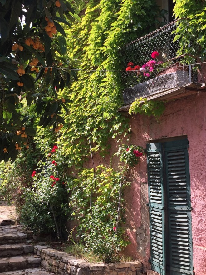 Our house in Provence and the Medlar full of fruit.jpg