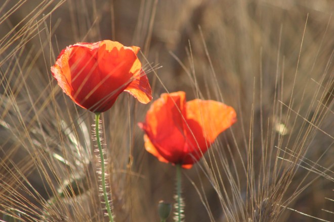 How sprightly are we. Paint Provence with Tess