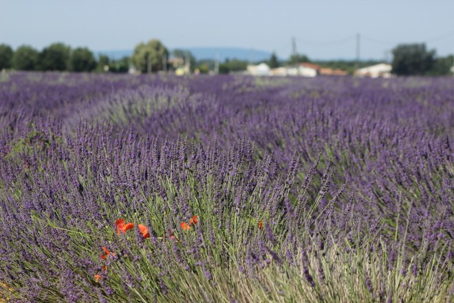 Lavender in Provence