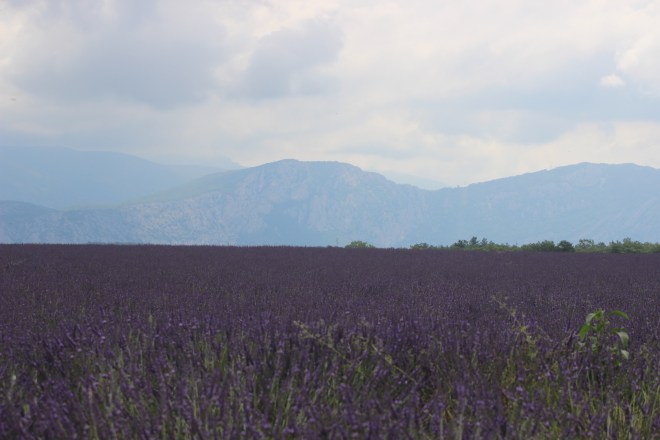 Lavender to infinity