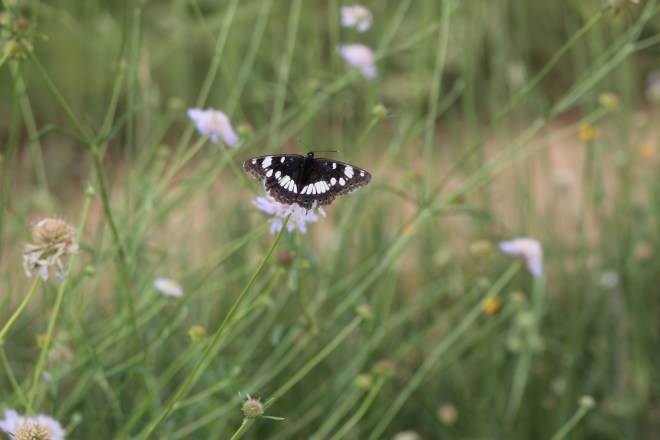 who am I in Provence