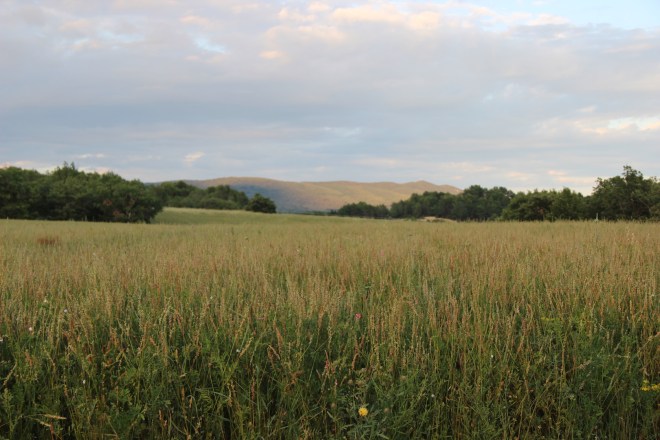 Wild flower meadow so close to the lavender fields of Provence