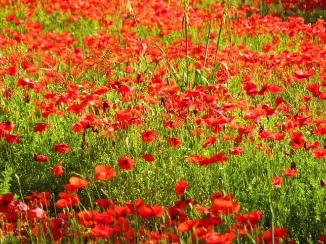 Painting Poppies in Provence