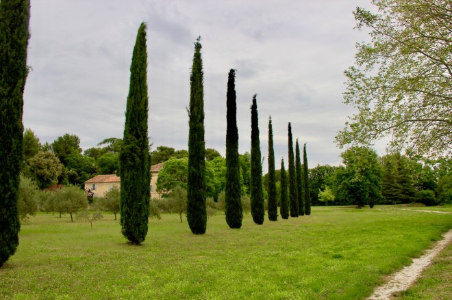 Cypres Provence