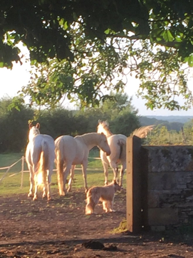 Jan's horses in the sunlight with Brook