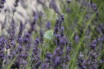Lavender and butterfly provence