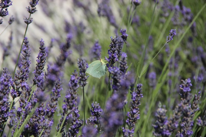 Lavender and butterfly provence