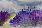 lavender Provence