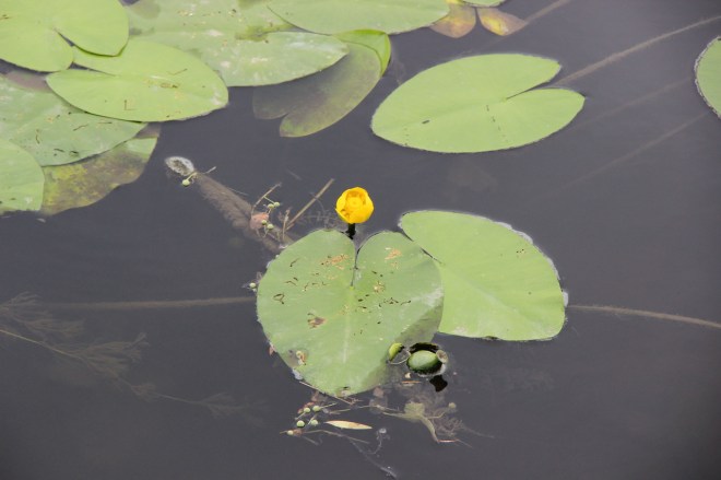 lilies on the Charente