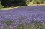 Oh the beauty of lavender in provence