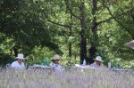 painting lavender fields in provence