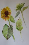 Sunflower rough water colour sketch