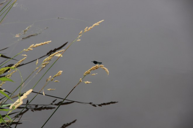 The dragon fly on the Charente